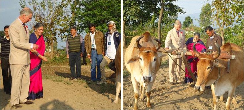 Hiljade farmera u Indiji izvršili su samoubistvo nakon uzgajanja GM useva