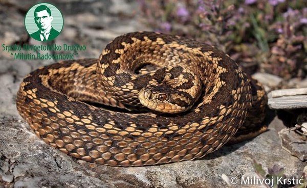 PRVI PRVI NA SKALI Sargan (Vipera ursinii) Foto Milivoj Krstic