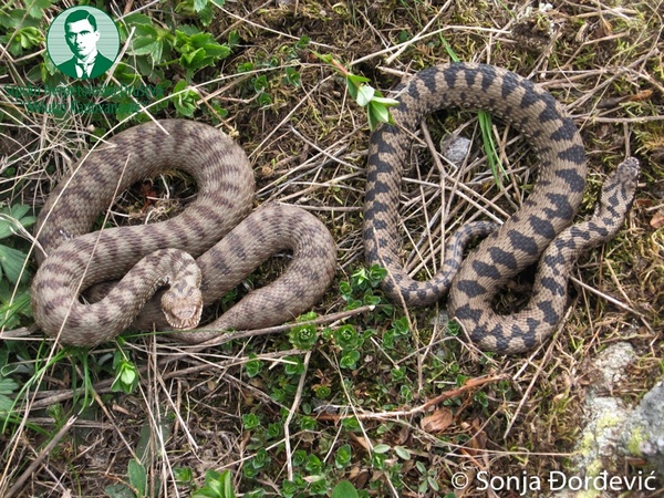 PRVI PRVI NA SKALI Sarka (Vipera berus) Foto Aleksandar Simovic