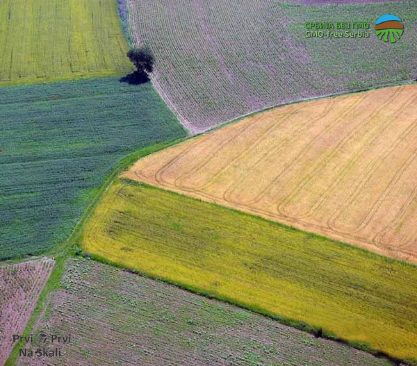 PRVI PRVI NA SKALI Po Zakonu o GMO u Srbiji 3.955 tona zabranjenih posiljki 2013-2017 Foto Zoran Petrovic 1