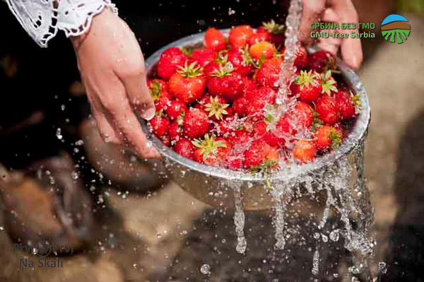 PRVI PRVI NA SKALI Po Zakonu o GMO u Srbiji 3.955 tona zabranjenih posiljki 2013-2017 Foto Zoran Petrovic 2