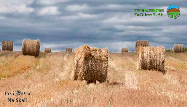 PRVI PRVI NA SKALI Po Zakonu o GMO u Srbiji 3.955 tona zabranjenih posiljki 2013-2017 Foto Zoran Petrovic 3