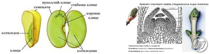 PRVI PRVI NA SKALI Ekologija Kragujevac Biljke iz epruvete 2 PRVI PRVI NA SKALI Ekologija Kragujevac Biljke iz epruvete 2