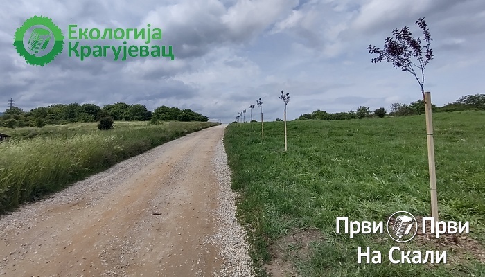 PRVI PRVI NA SKALI Ekologija Kragujevac Prve crvenolisne šljive zasađenje na Metinom Brdu 1