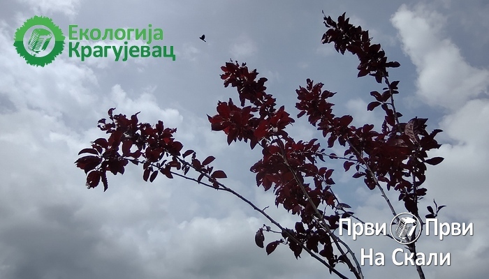 PRVI PRVI NA SKALI Ekologija Kragujevac Prve crvenolisne šljive zasađenje na Metinom Brdu 2