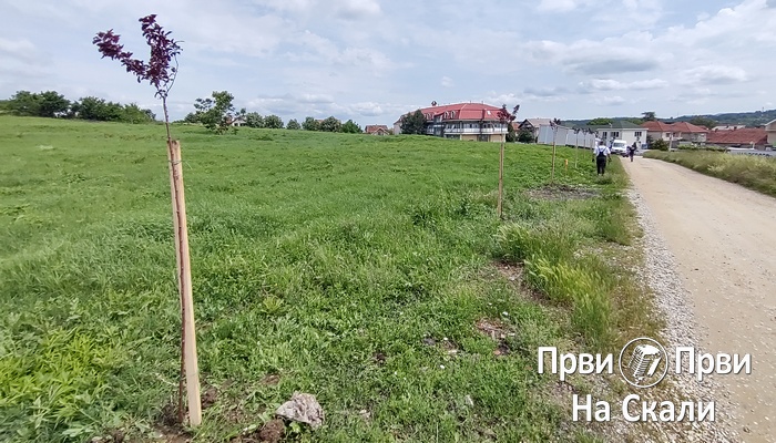 PRVI PRVI NA SKALI Ekologija Kragujevac Prve crvenolisne šljive zasađenje na Metinom Brdu 3