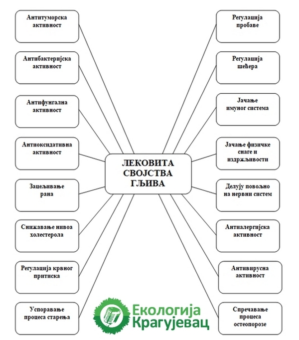 PRVI PRVI NA SKALI Ekologija Kragujevac Gljive kao lek - Grafika