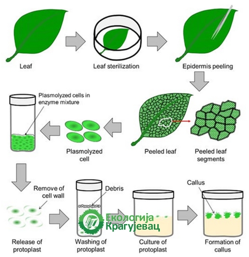 PRVI PRVI NA SKALI Ekologija Kragujevac Kultura biljnih ćelija i tkiva III 3