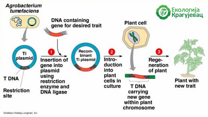 PRVI PRVI NA SKALI Ekologija Kragujevac Transgene biljke PMF 2