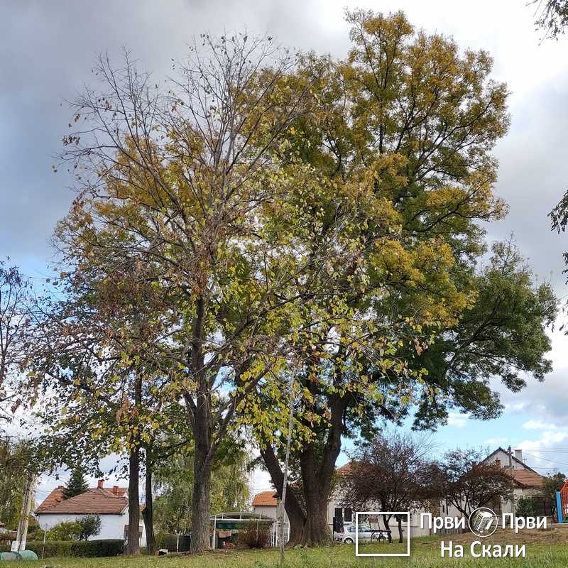 PRVI PRVI NA SKALI Kragujevac Preuređen Trg Radomira Putnika Dominacija sivila nad zelenilom 11