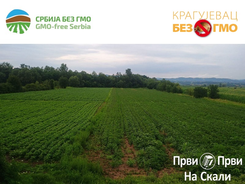 PRVI PRVI NA SKALI GMO soja na parcelama u vlasnistvu Rio Tinta, opet 1 PRVI PRVI NA SKALI GMO soja na parcelama u vlasnistvu Rio Tinta, opet 1