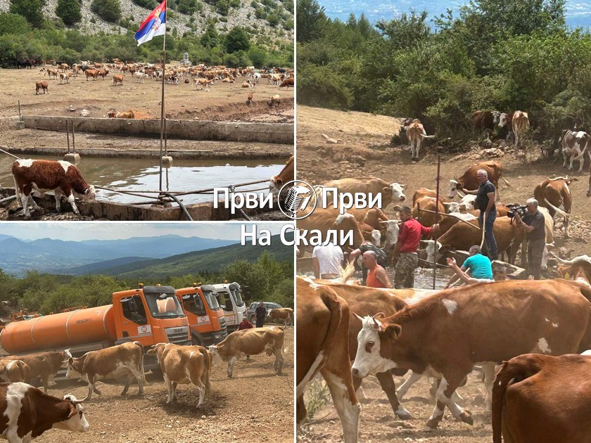 Suva Planina: Po četiri cisterne dnevno 15 dana za spas životinja