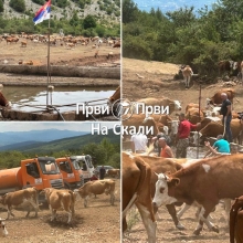 Suva Planina: Po četiri cisterne dnevno 15 dana za spas životinja